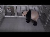 Chinese giant panda gives birth in South Korean zoo