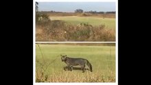 Animales salvajes en el campo de golf olímpico en Río de Janeiro