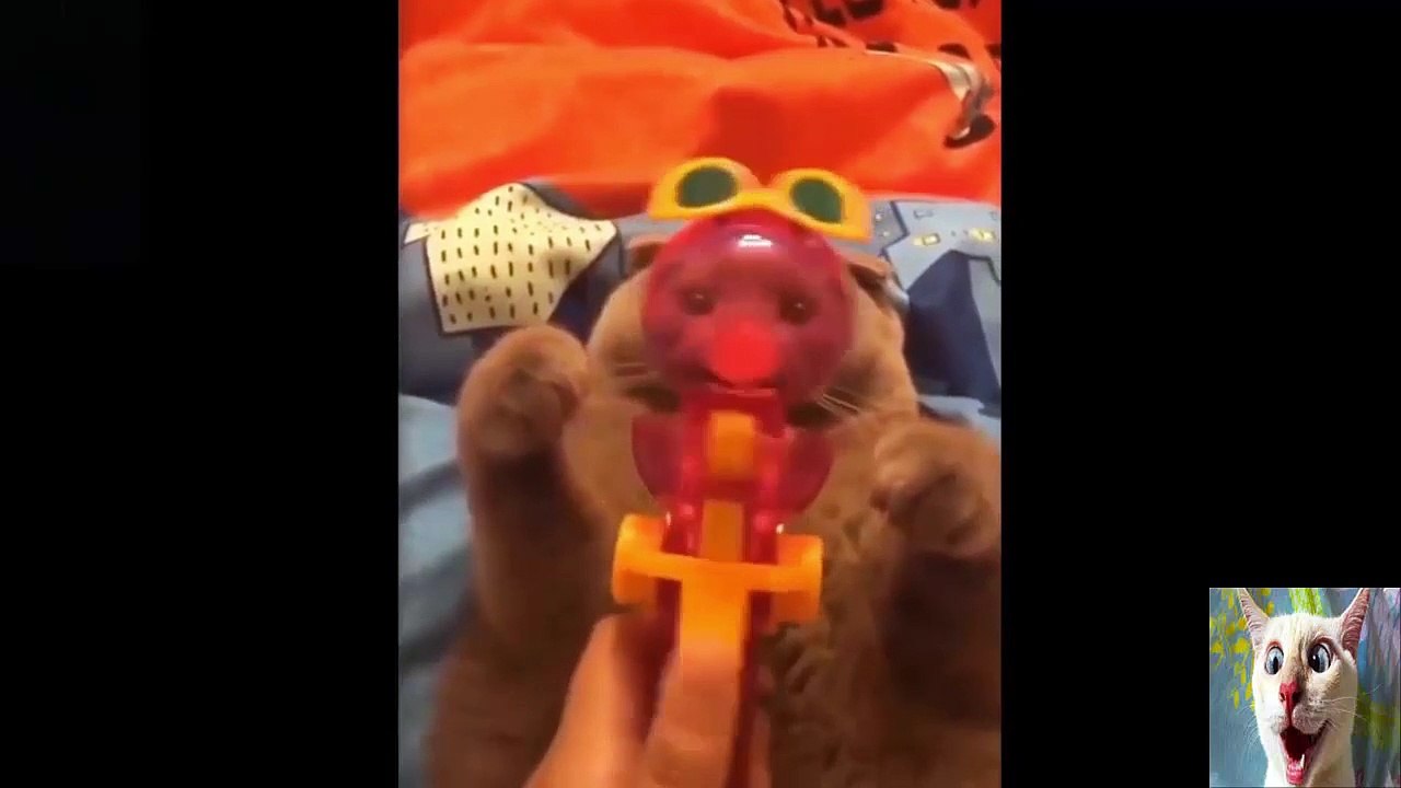 Funny animals compilation 2