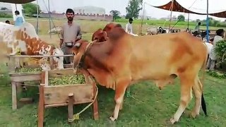 Cattle farm  2020 Sialkot /warsi Brothers