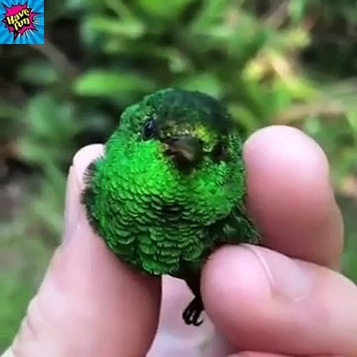 Baby Animals -- Funny Cats and Dogs Videos Compilation