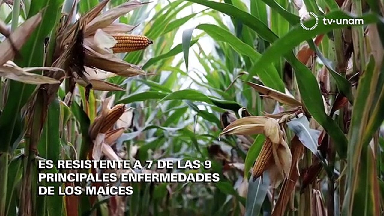 5 por CINCO_¿Naturaleza yo o la venganza del tlacuache (T1 E5) Versión Extendida