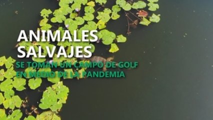Pandemia aumenta presencia de animales en campo de golf en Brasil