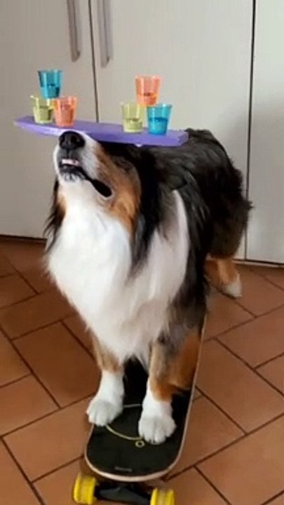 Dog Balances Glasses while Skateboarding