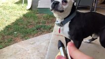 Dog Faces Off Against the Air Compressor