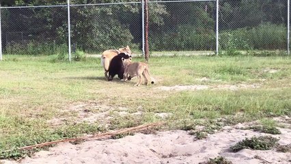 Adorable Play Session between a Lion, Wolf, and a Bear