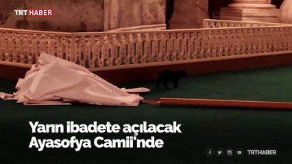 Minik kedi Ayasofya'daki hazırlıkları yakından inceledi