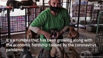 Indonesian dog shelter feels the strain during the COVID-19 pandemic