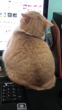 cats can surf the web and look at pictures (photos of cats)