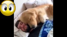 Compilation - Cute funny animals