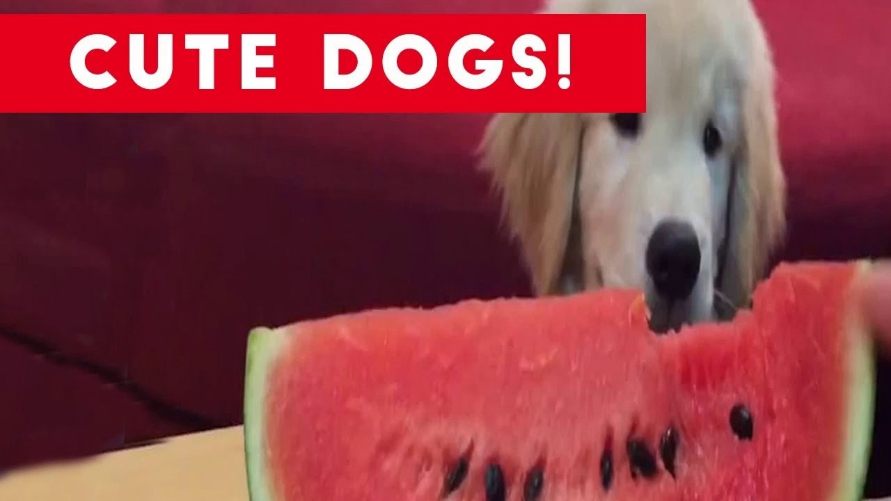 Funniest Dog and Puppy Video Compilation _ Funny Pet Videos