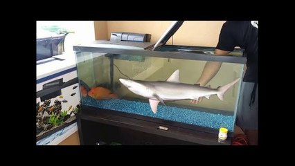 Catching NEW Exotic Pet Fish for AQUARIUM!