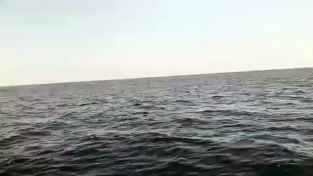 ️ Pescadores graban delfines frente a playas de Ixtapa Zihuatanejo.