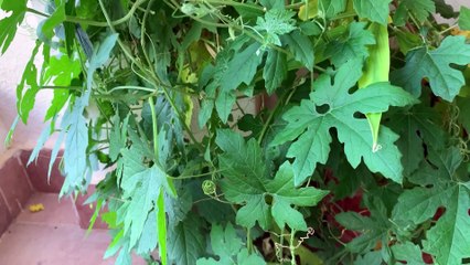 How to grow and care karela plant  in pot at home