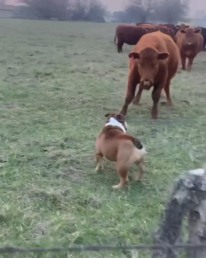 Bulldog and cows sales