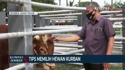 Tips Memilih Hewan Kurban Sesuai Syariat Islam