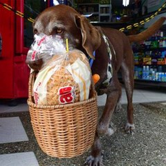 Dog Delivers Groceries During COVID-19
