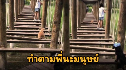 โซเชียลยิ้ม !! น้องหมาบอก กล้า ๆ กลัว ๆ ไม่ได้เรื่อง ทำตามพี่นะมนุษย์
