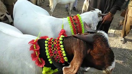 Bakra Mandi Qazi Ahmed 2020