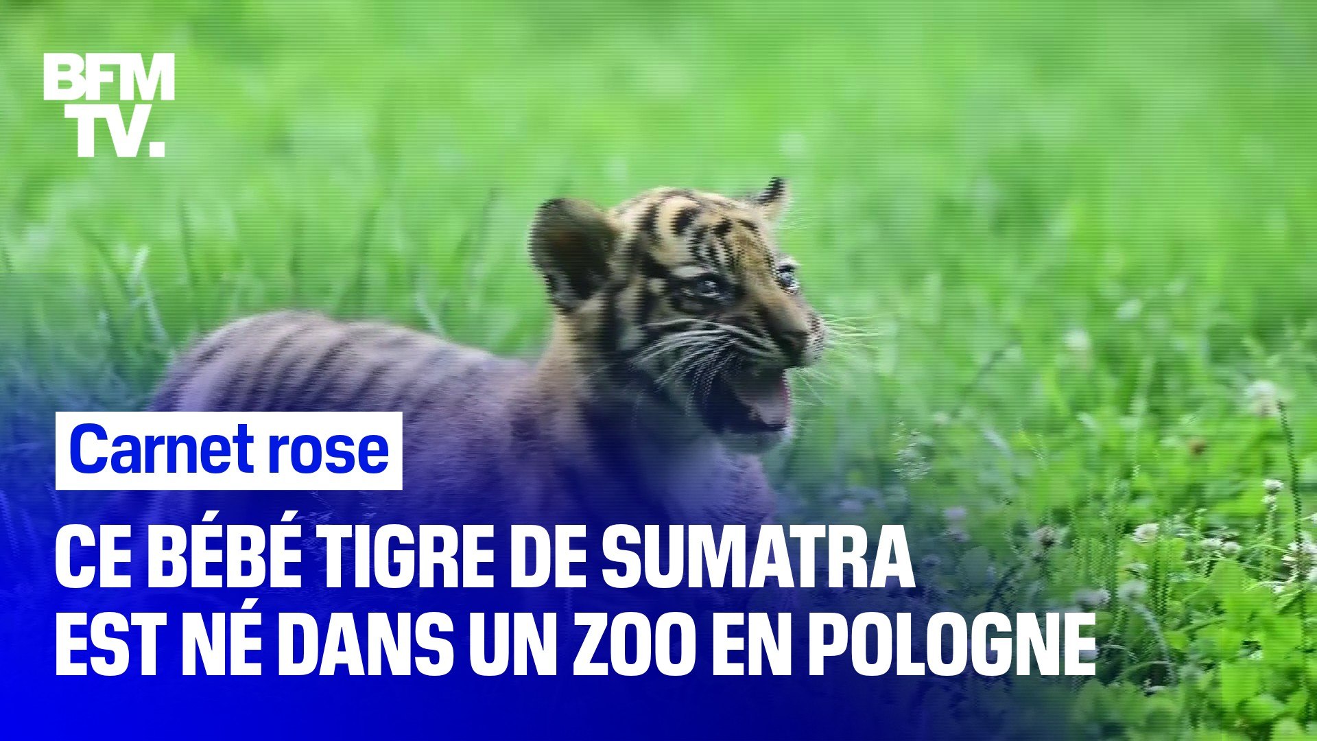 Ce Bebe Tigre De Sumatra Est Ne Dans Un Zoo En Pologne Video Dailymotion