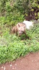 कधी पाहिला का वन्य जीव तरस?, taras animal in forest,