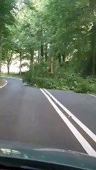 Fallen branch blocking Sheffield road