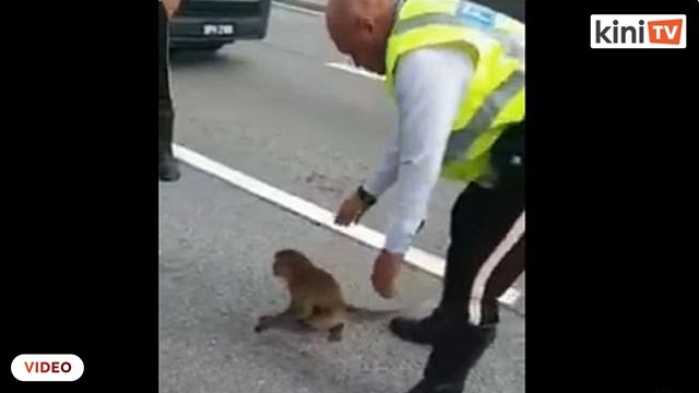 Pegawai polis disanjung kerana selamatkan monyet di lebuh raya