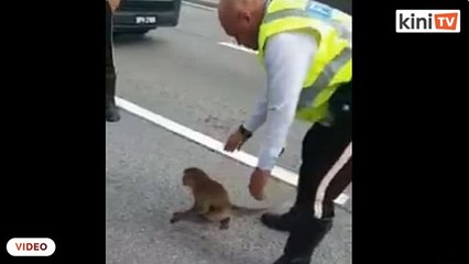 Pegawai polis disanjung kerana selamatkan monyet di lebuh raya