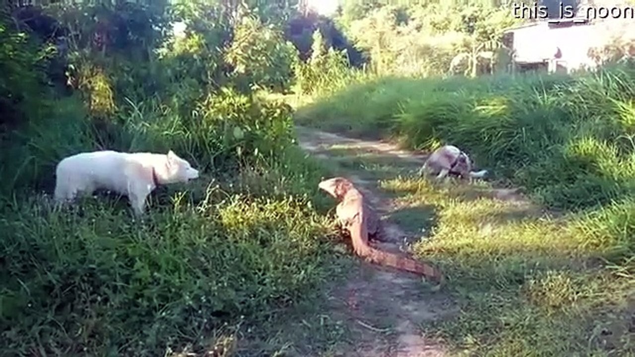 Varan vs Chiens