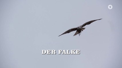 Großstadtrevier - 435. Der Falke