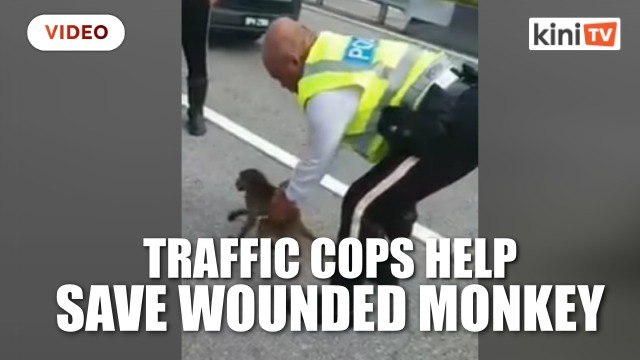 Traffic cops, motorcyclist save wounded monkey on highway