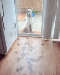 Owner Searched Dog via Footprints in Mess They Had Created
