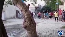 WATCH | Eid-ul-Azha Bull Becomes | Violent Run After People