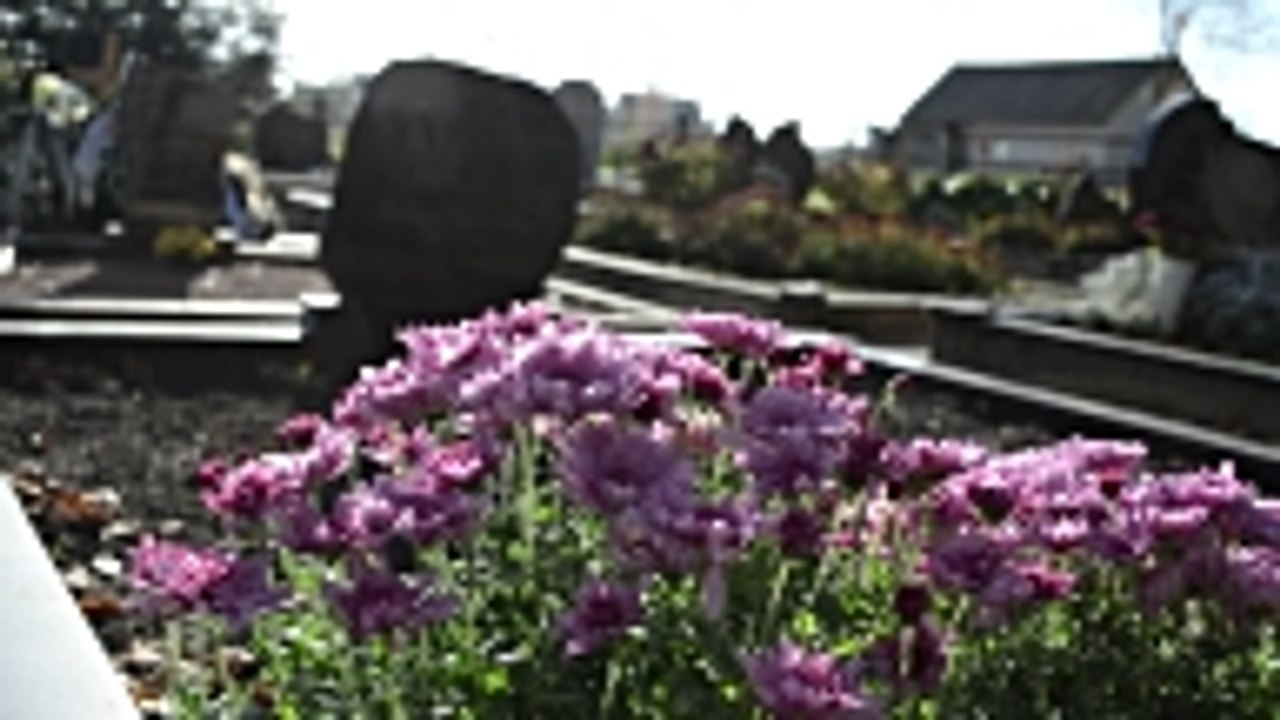 Cimetière : Quelles fleurs choisir pour l'hiver ?