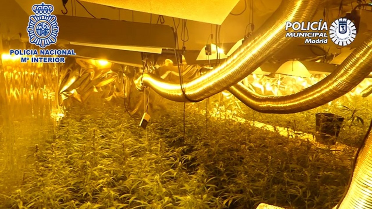 Detenido por cultivar marihuana en las casas deshabitadas de sus vecinos