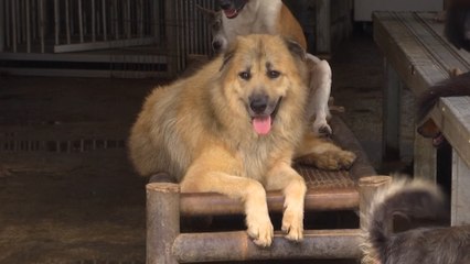 Shelter in Indonesia sees surge in abandoned dogs amid Covid-19 pandemic