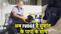 Sushant Singh Rajput's Dog Fudge United With Late Actor's Father And Sister Shweta Delighted