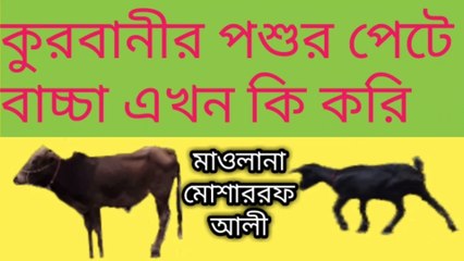 কুরবানীর পশুর পেটে বাচ্চা এখন কি করি মাওলানা মোশাররফ আলী