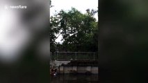 Moment passerby swims through filthy canal in Thailand to save drowning dog