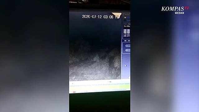 Hewan Buas yang Diduga Pemangsa Ternak di Tapanuli Utara Terekam CCTV