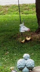 Squirrel Plays With Unicorn Shaped Feeder