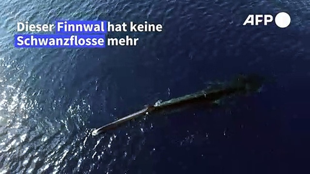 Ein finnwal ohne schwanzflosse