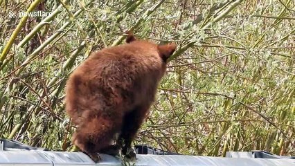 Black bear approaches car in parking lot in Jasper National Park in Canada