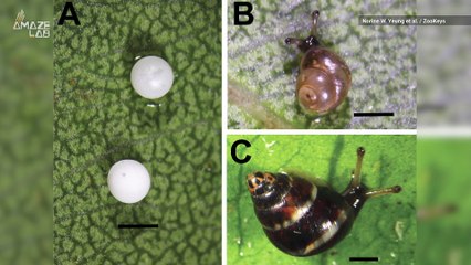 New Candy-Striped Snail Species is So Small, it Fits on a Toothpick