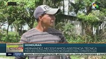 Honduras: campesinos alertan que plaga de langostas amenaza cosechas