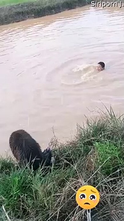 Dog Helps Human to Shore