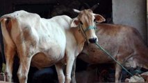 Himachal Pradesh: Man sells cow to buy smartphone for children's online classes