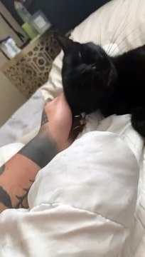 Quando um cão e um gato querem exclusividade do dono...