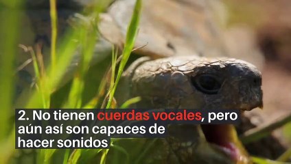 8 datos curiosos sobre las tortugas