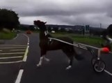 Horse drawn sulky and van collide on main road between Londonderry and Letterkeny in county Donegal